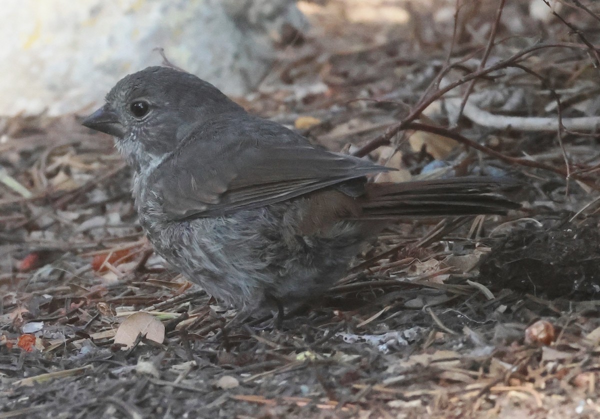 Fox Sparrow (Thick-billed) - ML622108603