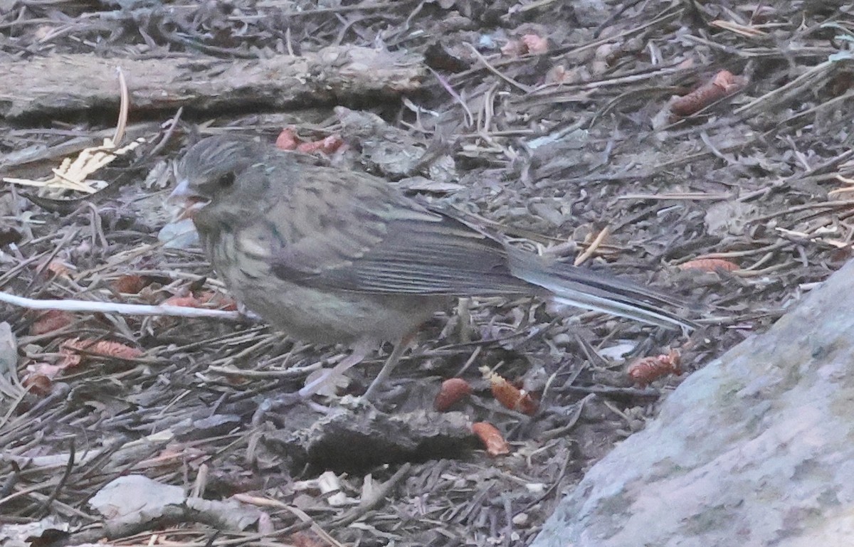 Dark-eyed Junco (Oregon) - ML622108606