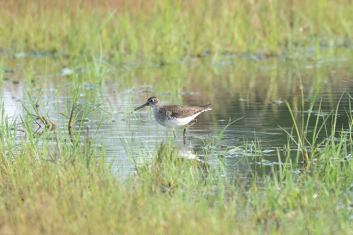 Solitary Sandpiper - ML622108607