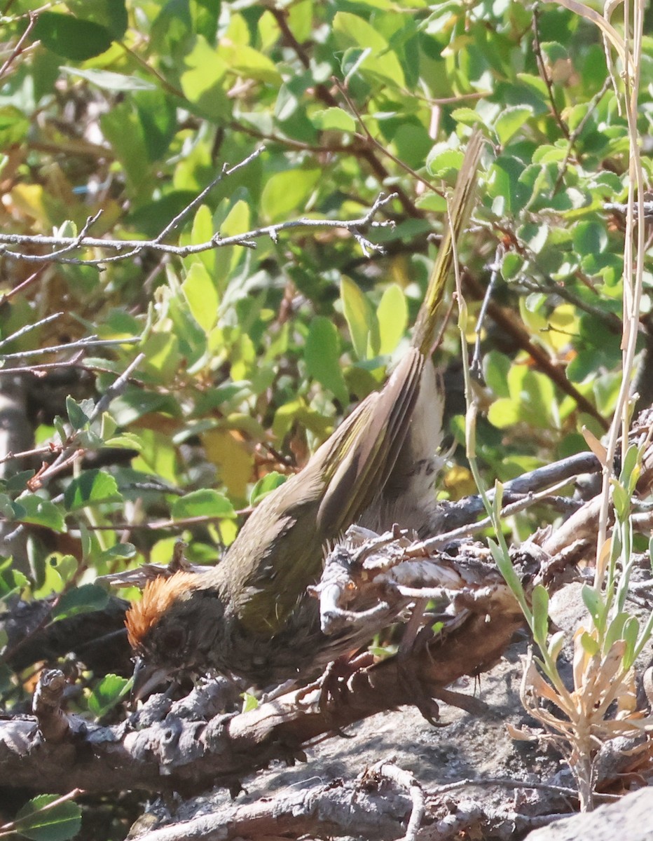 Green-tailed Towhee - ML622108609