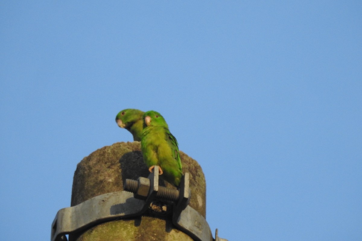 Riparian Parrotlet - ML622108610