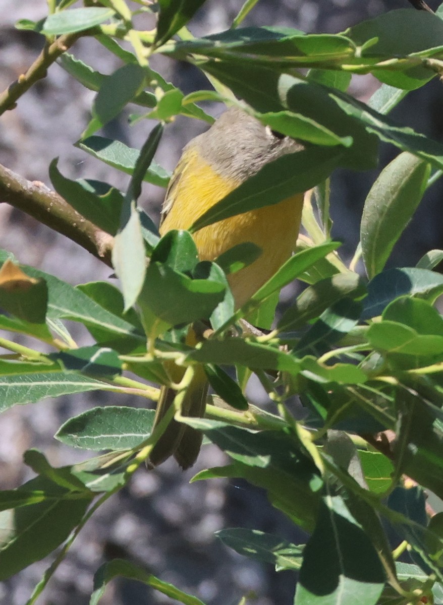 Nashville Warbler - ML622108612