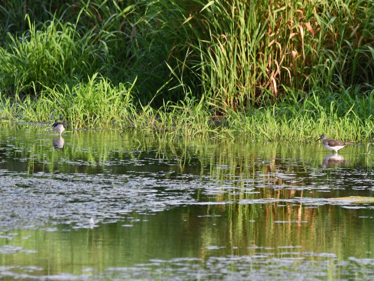 Solitary Sandpiper - ML622108626