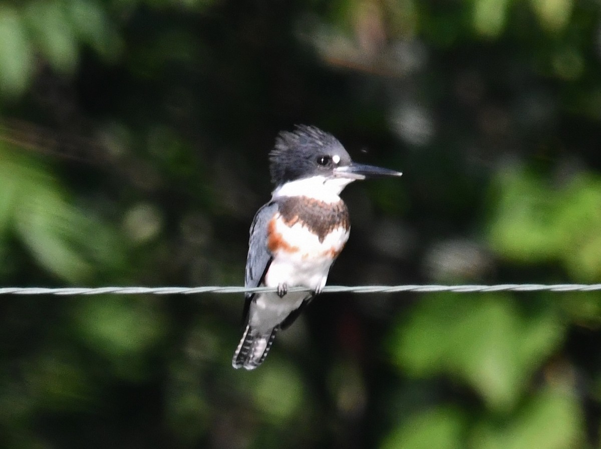 Belted Kingfisher - ML622108640