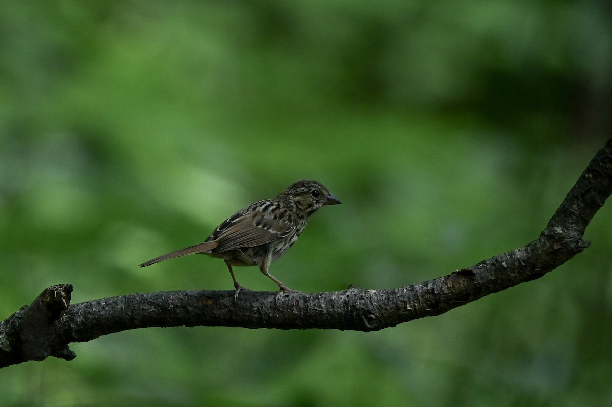 Song Sparrow - ML622108641