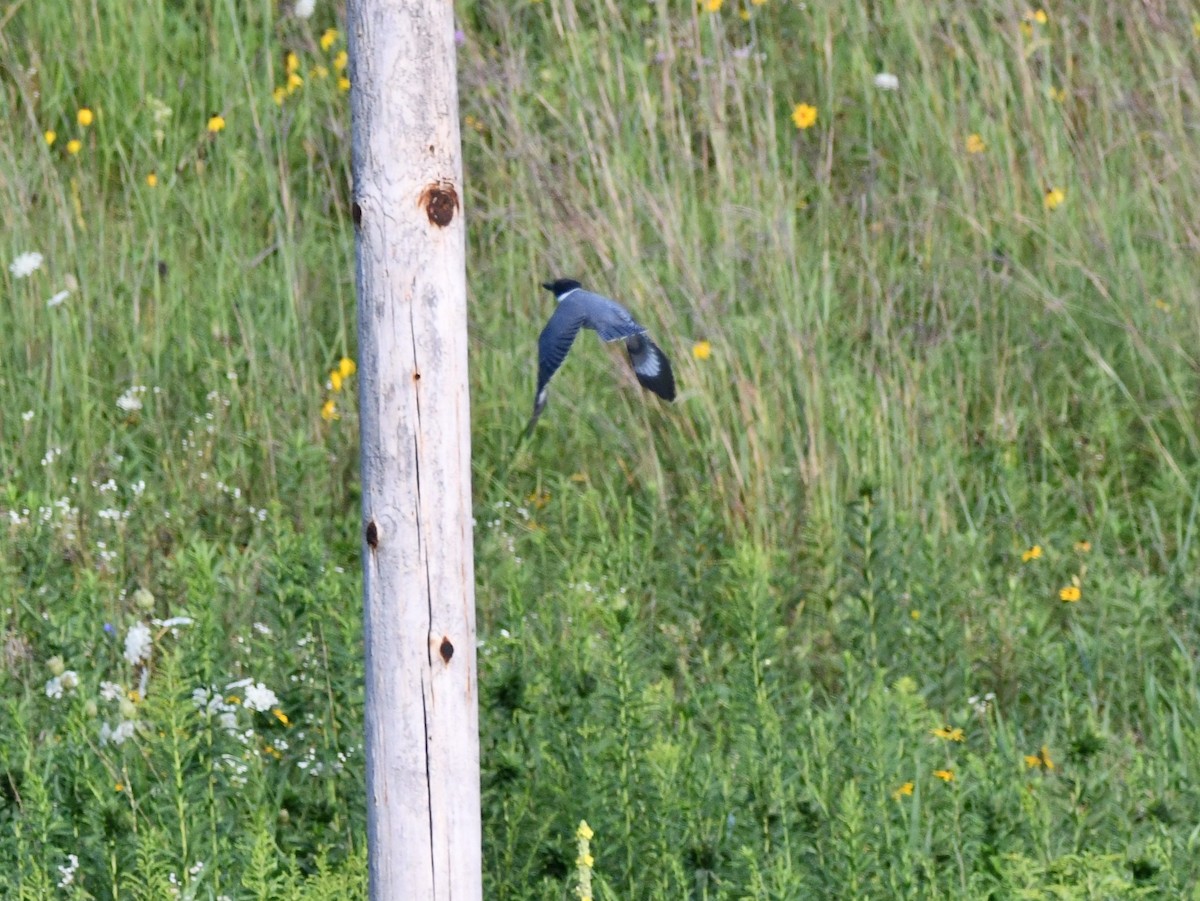 Belted Kingfisher - ML622108642