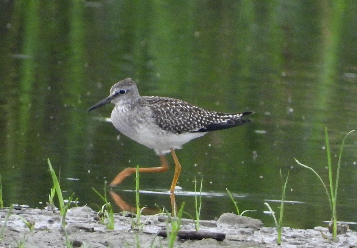 Lesser Yellowlegs - ML622108643