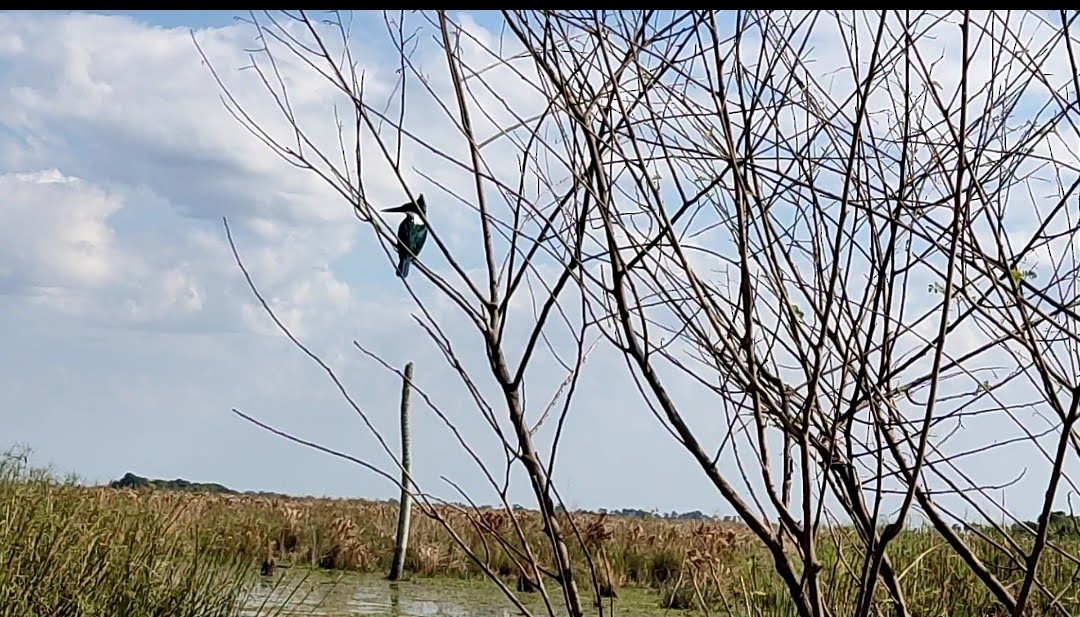 Amazon Kingfisher - ML622108644