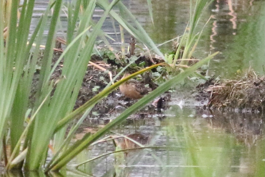 Long-billed Dowitcher - ML622108646