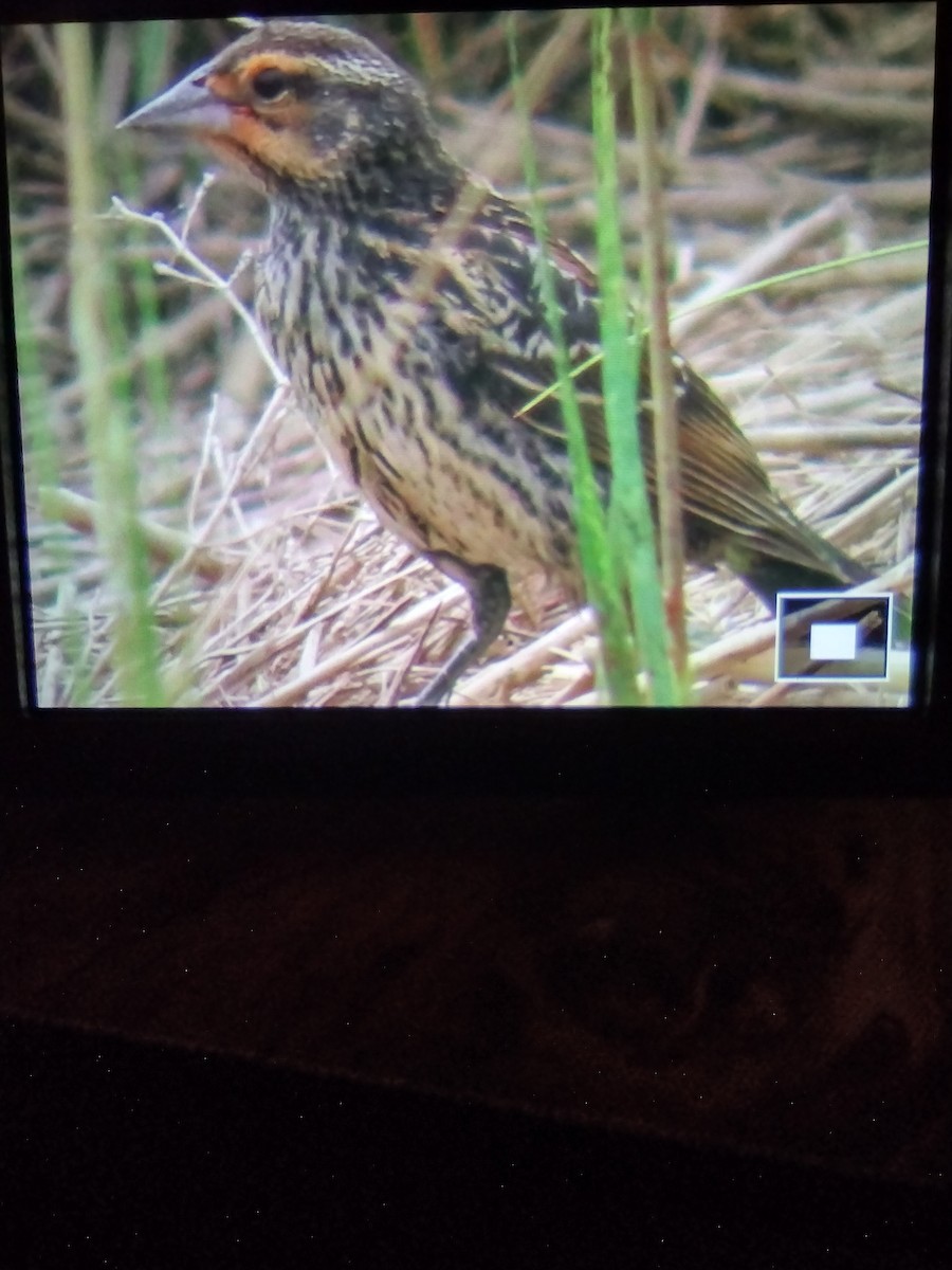 Saltmarsh Sparrow - ML622108648