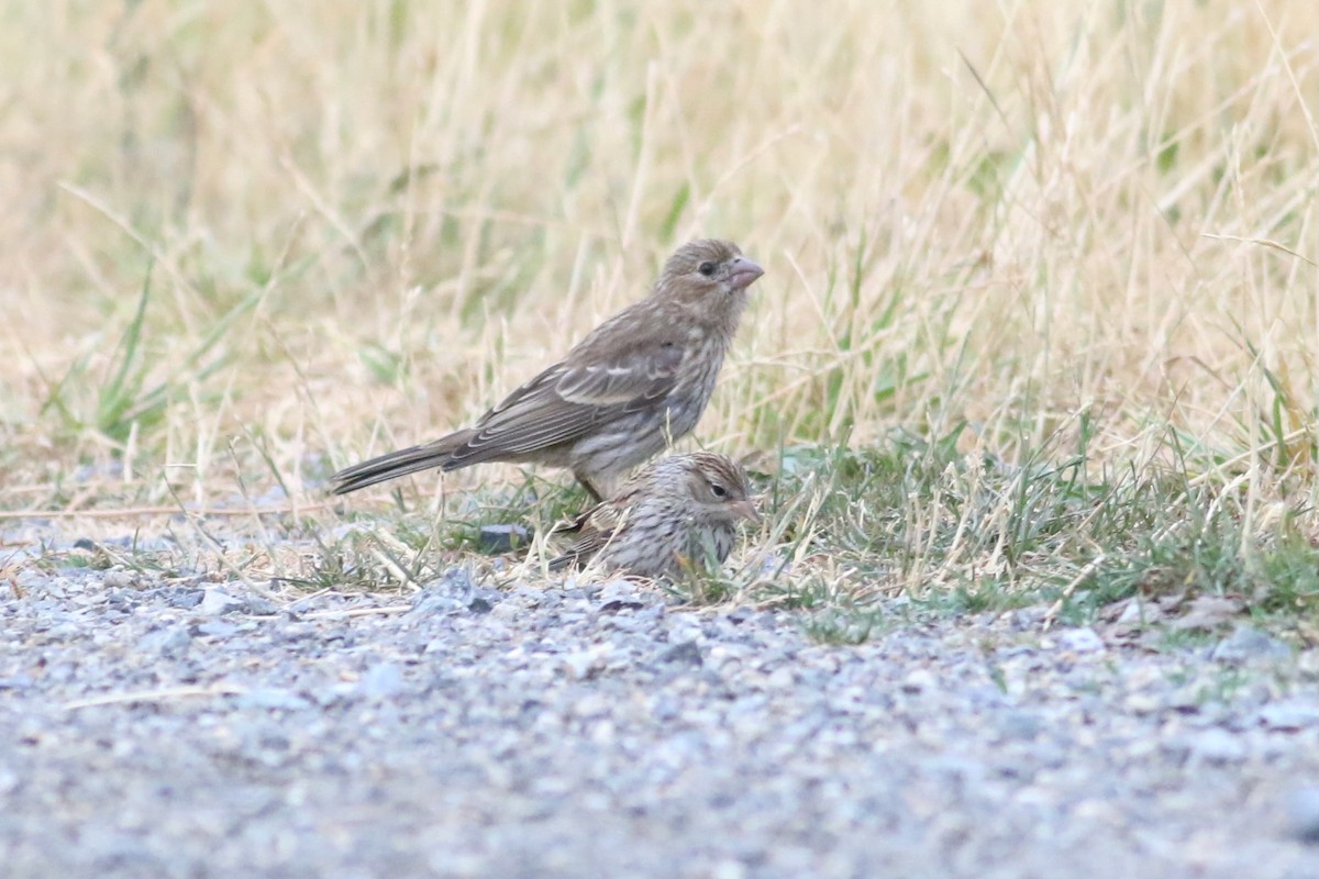 Chipping Sparrow - ML622108650