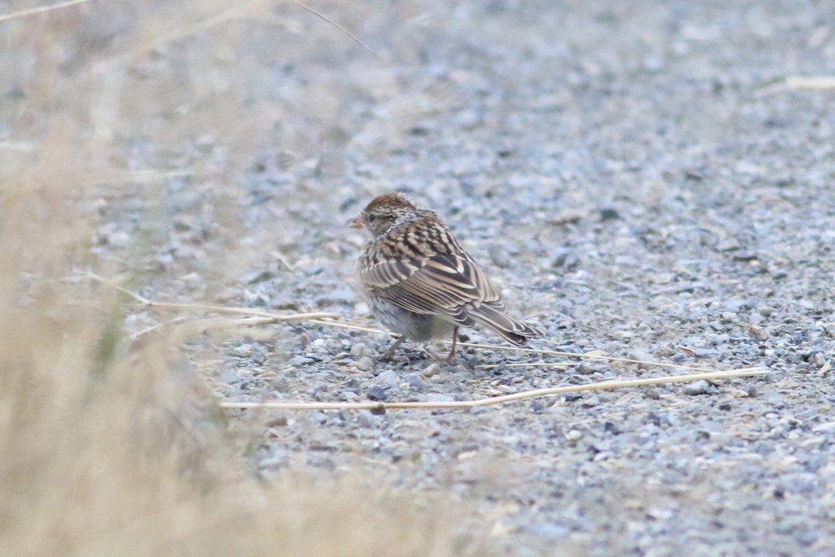 Chipping Sparrow - ML622108652