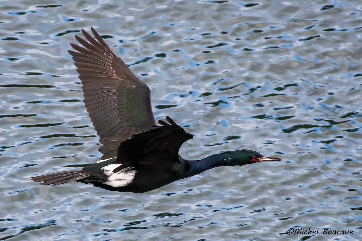 Pelagic Cormorant - ML622108653