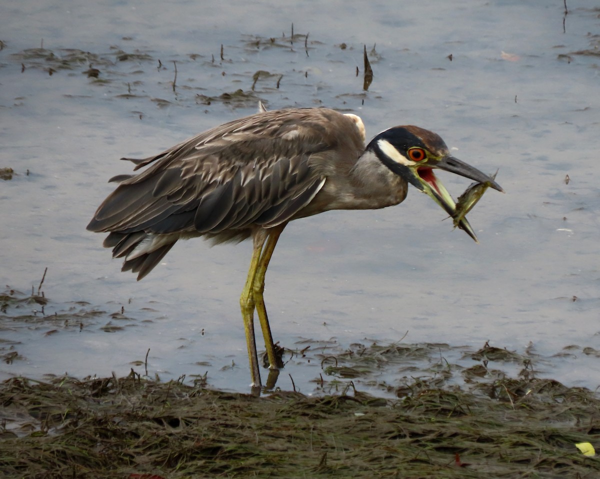 Yellow-crowned Night Heron - ML622108655