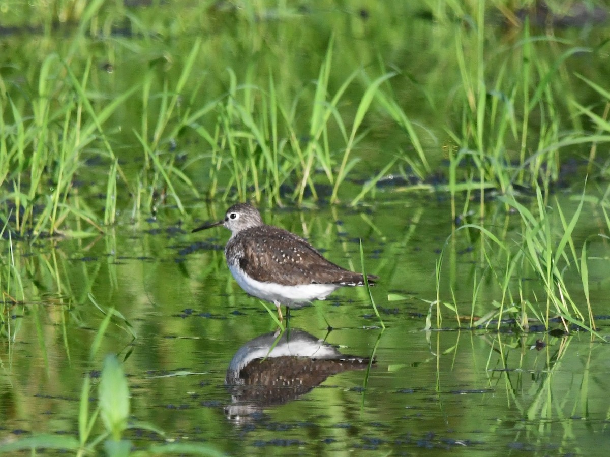 Solitary Sandpiper - ML622108656