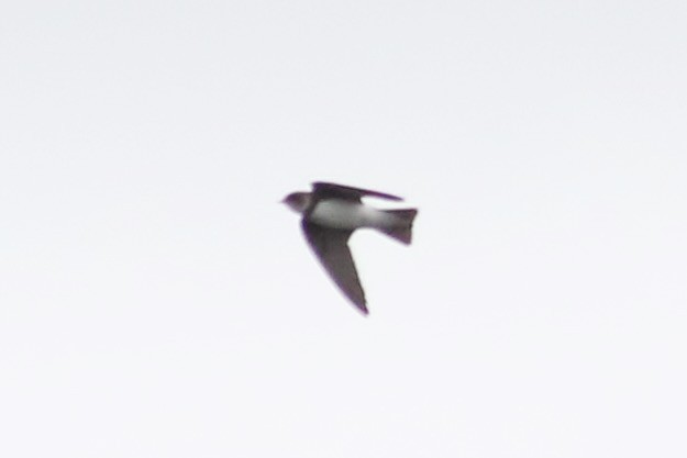 Bank Swallow - ML622108659