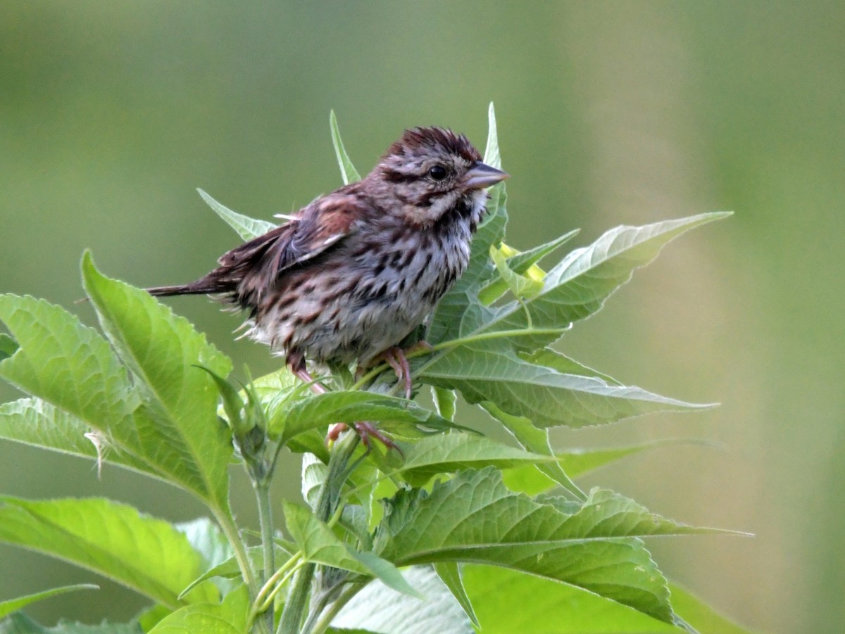 Song Sparrow - ML622108660