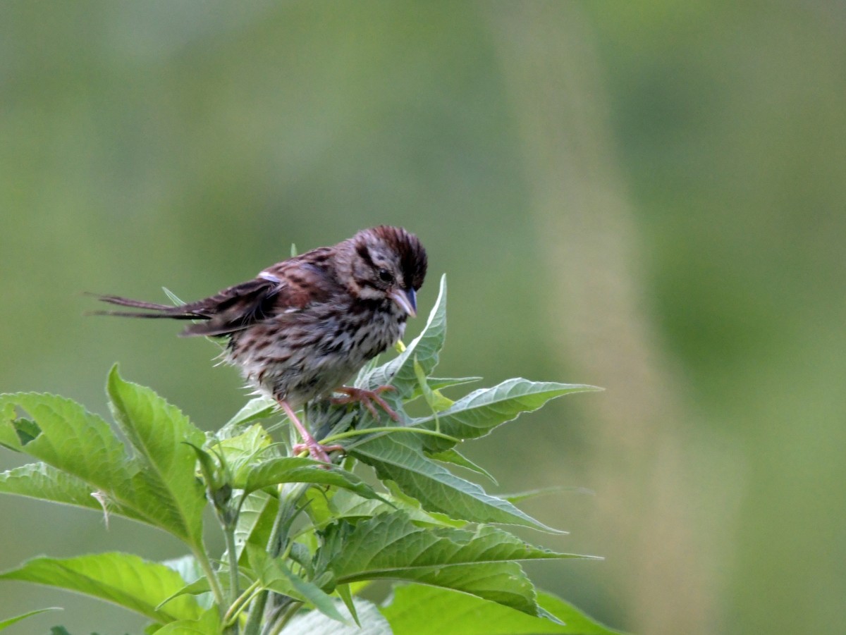 Song Sparrow - ML622108661