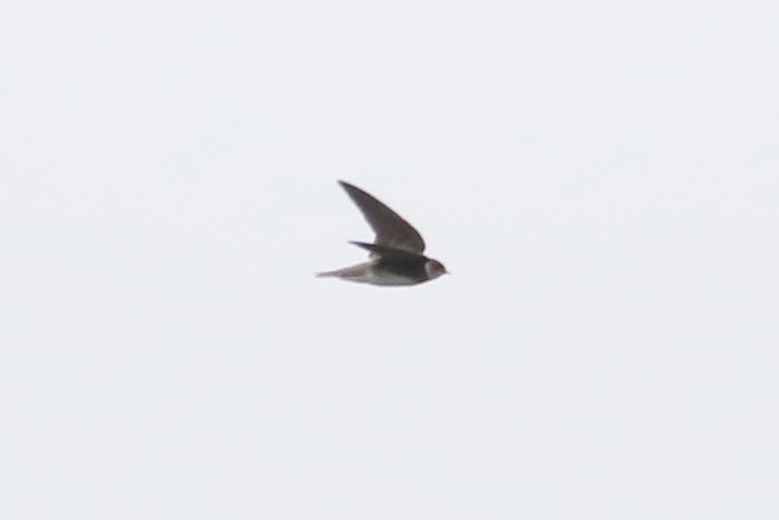 Bank Swallow - ML622108662