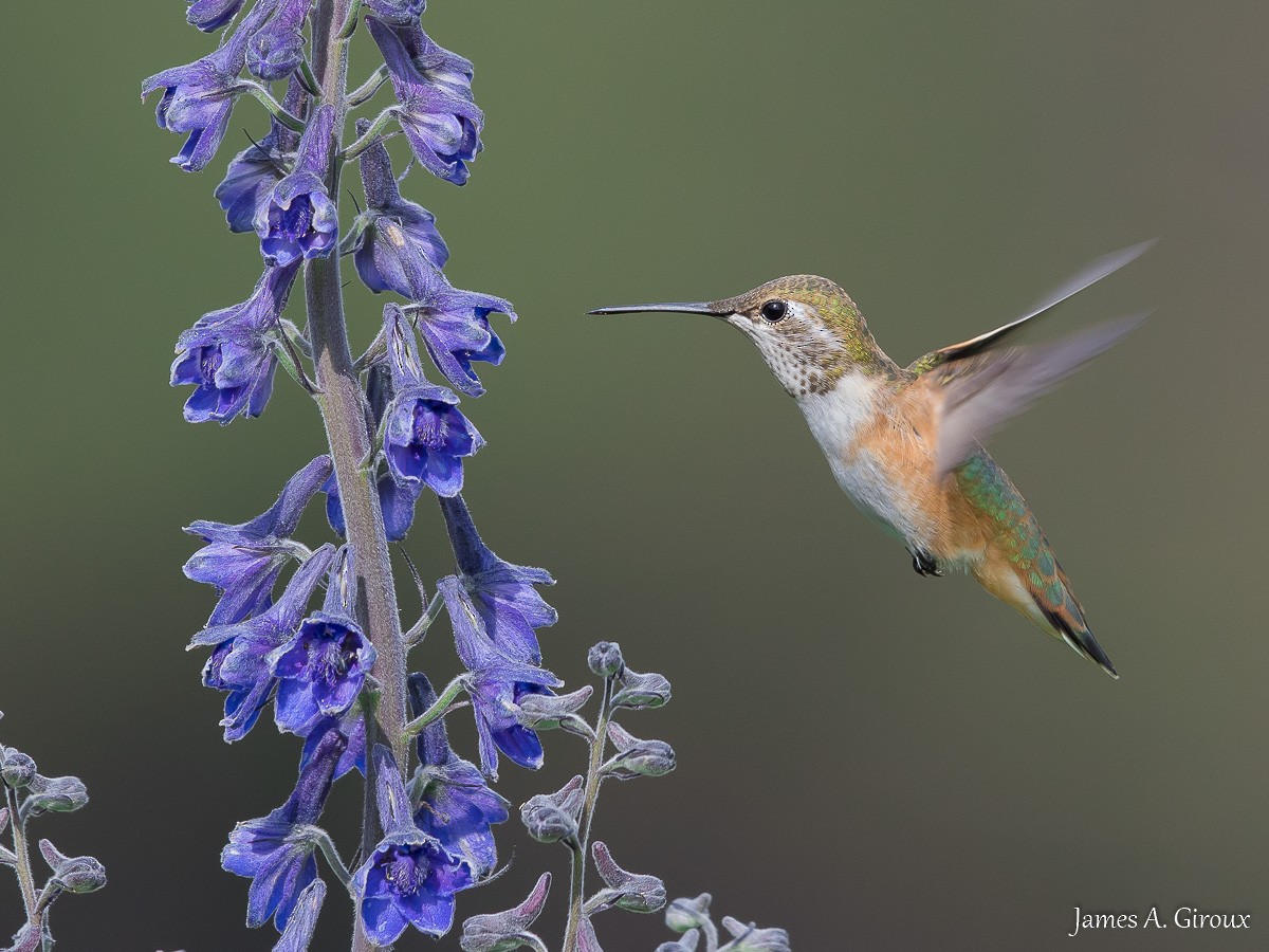 Rufous Hummingbird - ML622108663