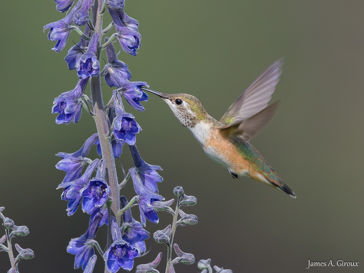 Rufous Hummingbird - ML622108664