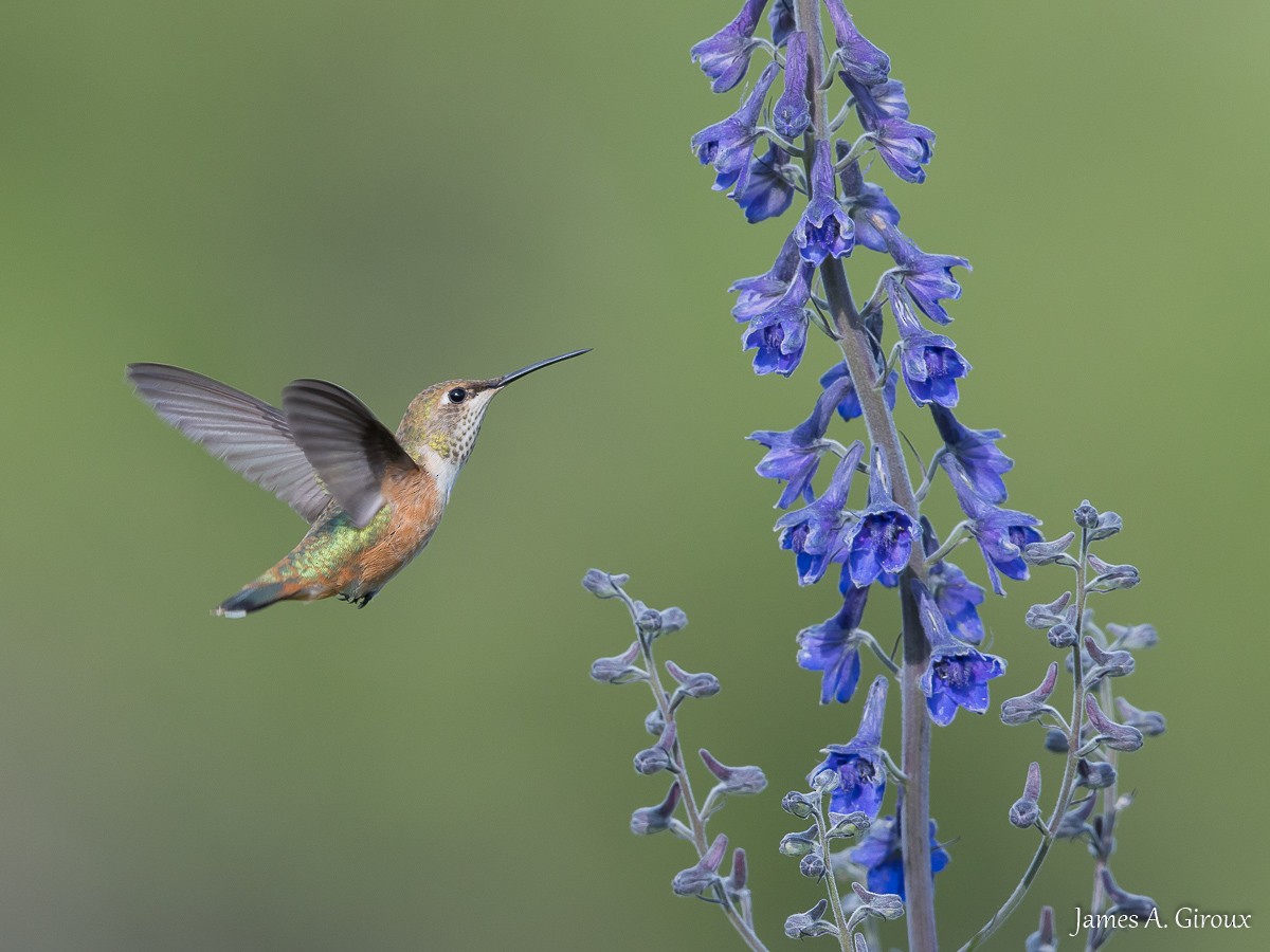 Rufous Hummingbird - ML622108665