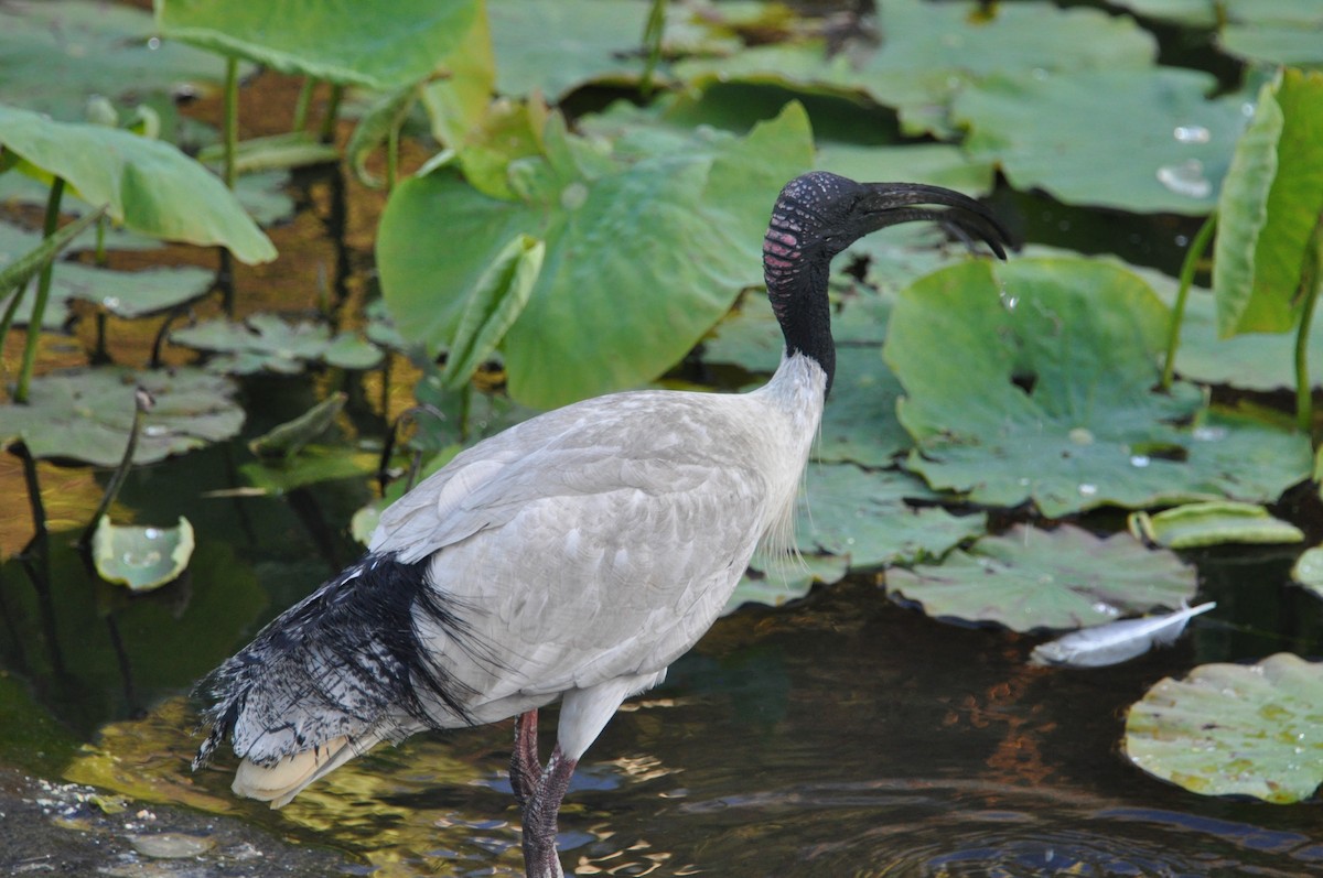 Australian Ibis - ML622108666