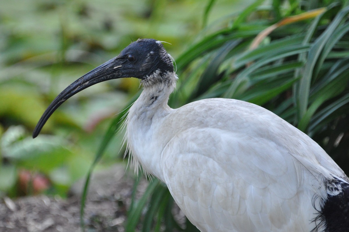 Australian Ibis - ML622108667