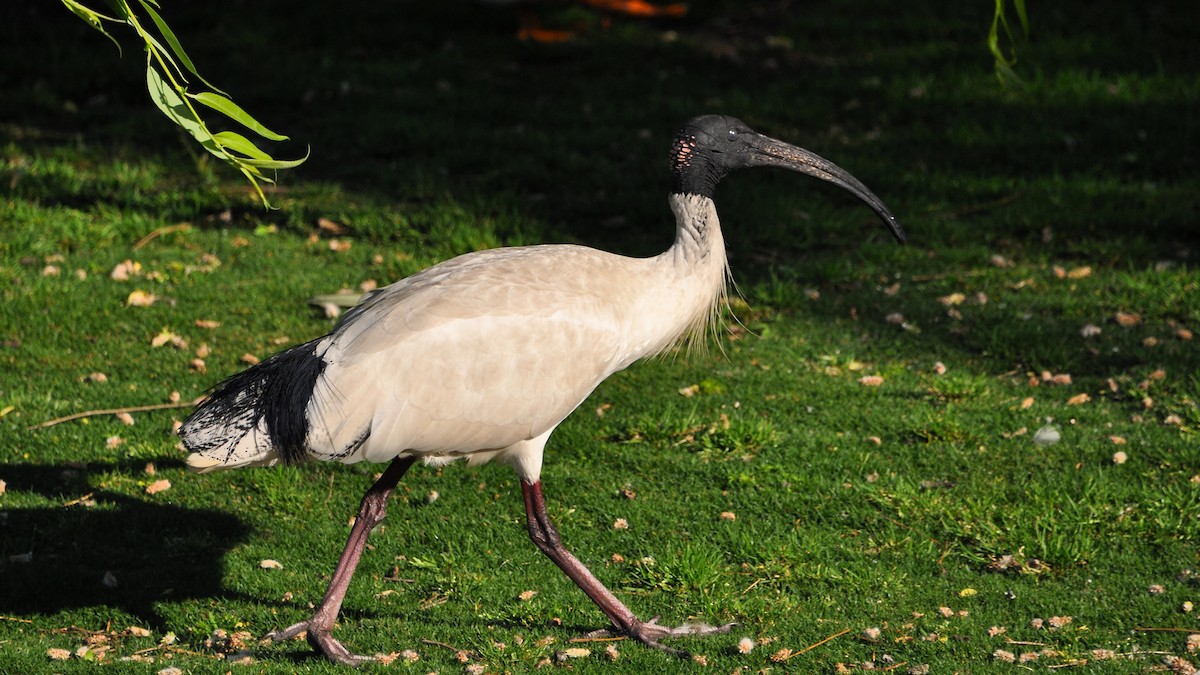 Australian Ibis - ML622108668