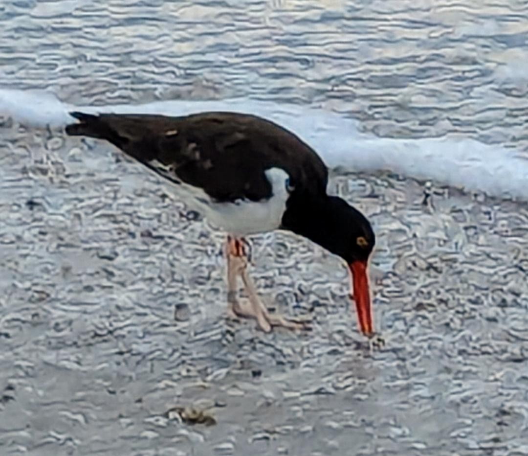 American Oystercatcher - ML622108679