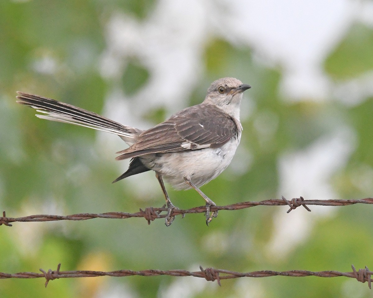 Northern Mockingbird - ML622108698