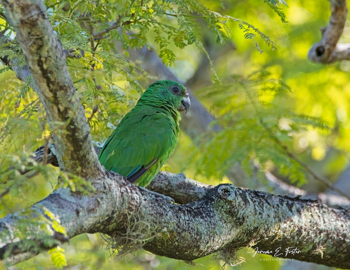 Black-billed Parrot - ML622108722