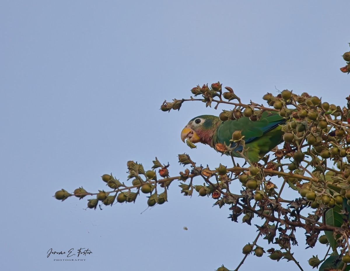 Yellow-billed Amazon - ML622108725