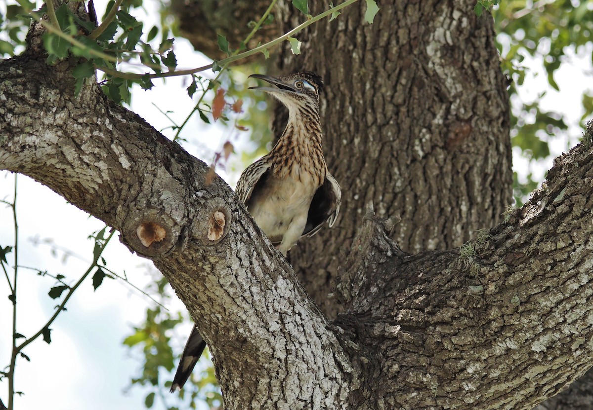 Greater Roadrunner - ML622108730