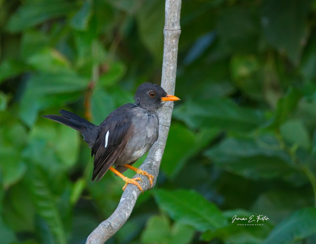 White-chinned Thrush - ML622108741