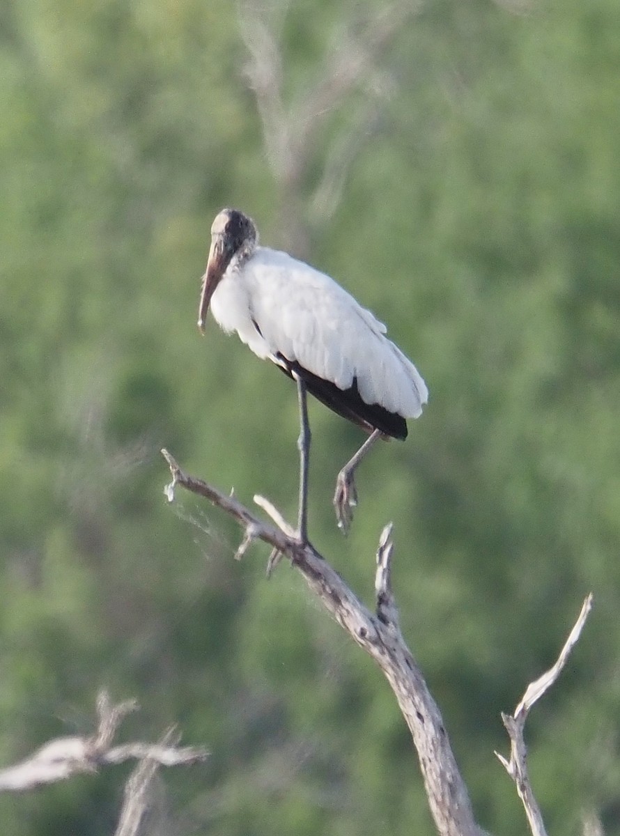 Wood Stork - ML622108742