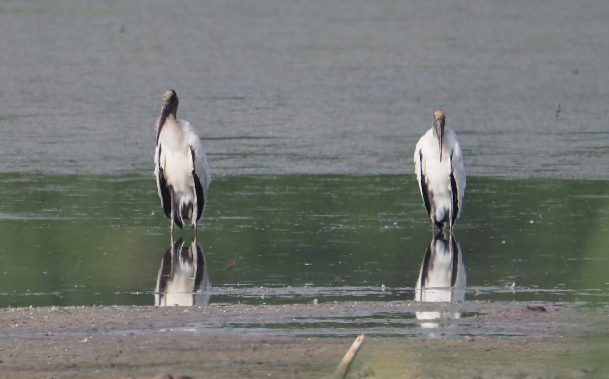 Wood Stork - ML622108745