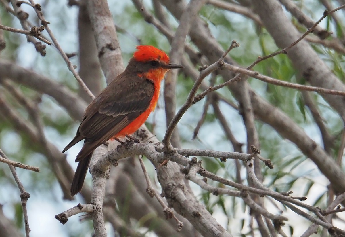 Vermilion Flycatcher - ML622108759