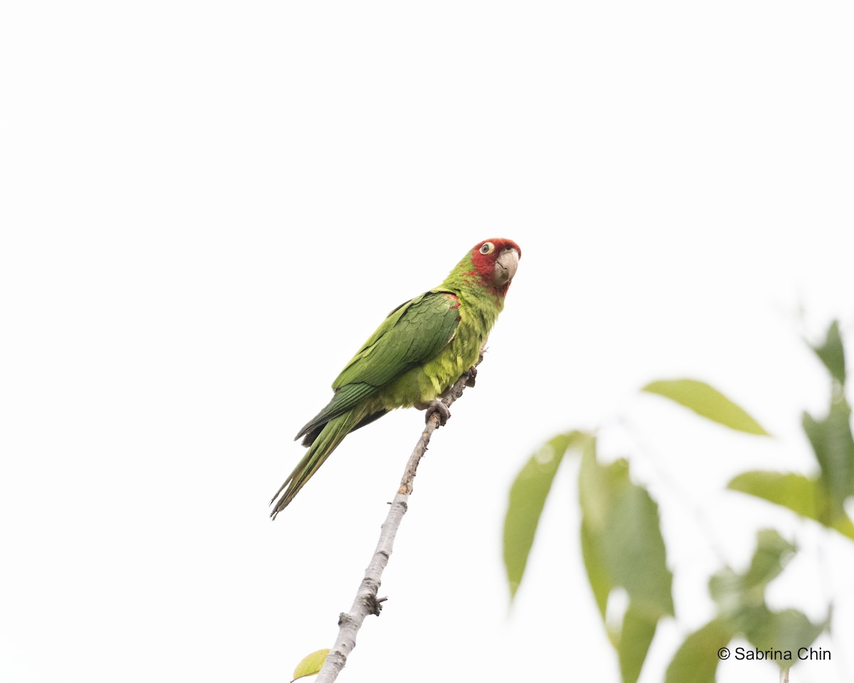 Red-masked Parakeet - ML622108780