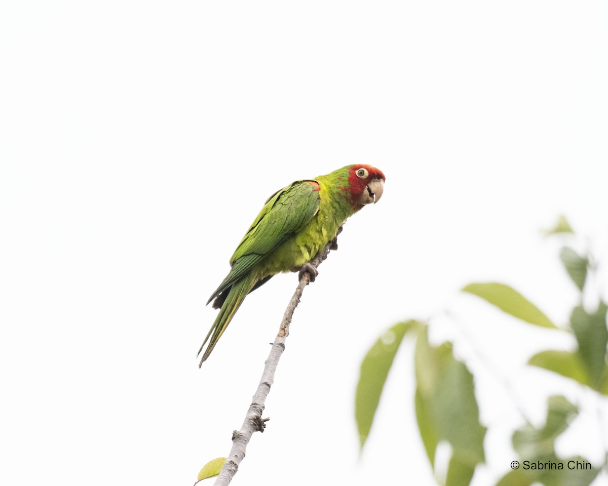 Red-masked Parakeet - Sabrina Chin