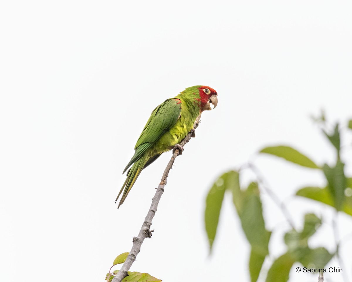 オナガアカボウシインコ - ML622108782