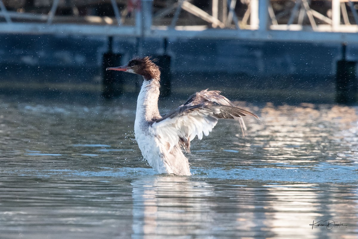 Common Merganser - Karen Davis