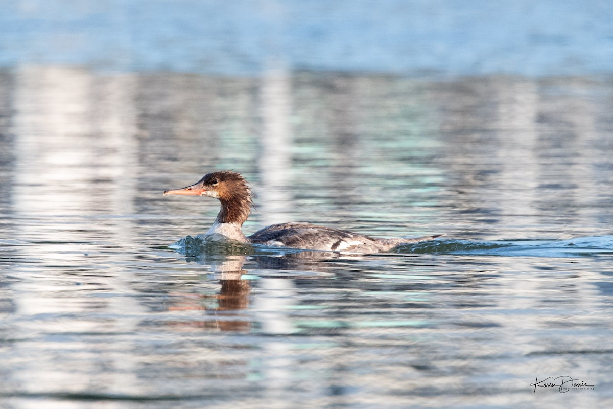 Common Merganser - Karen Davis