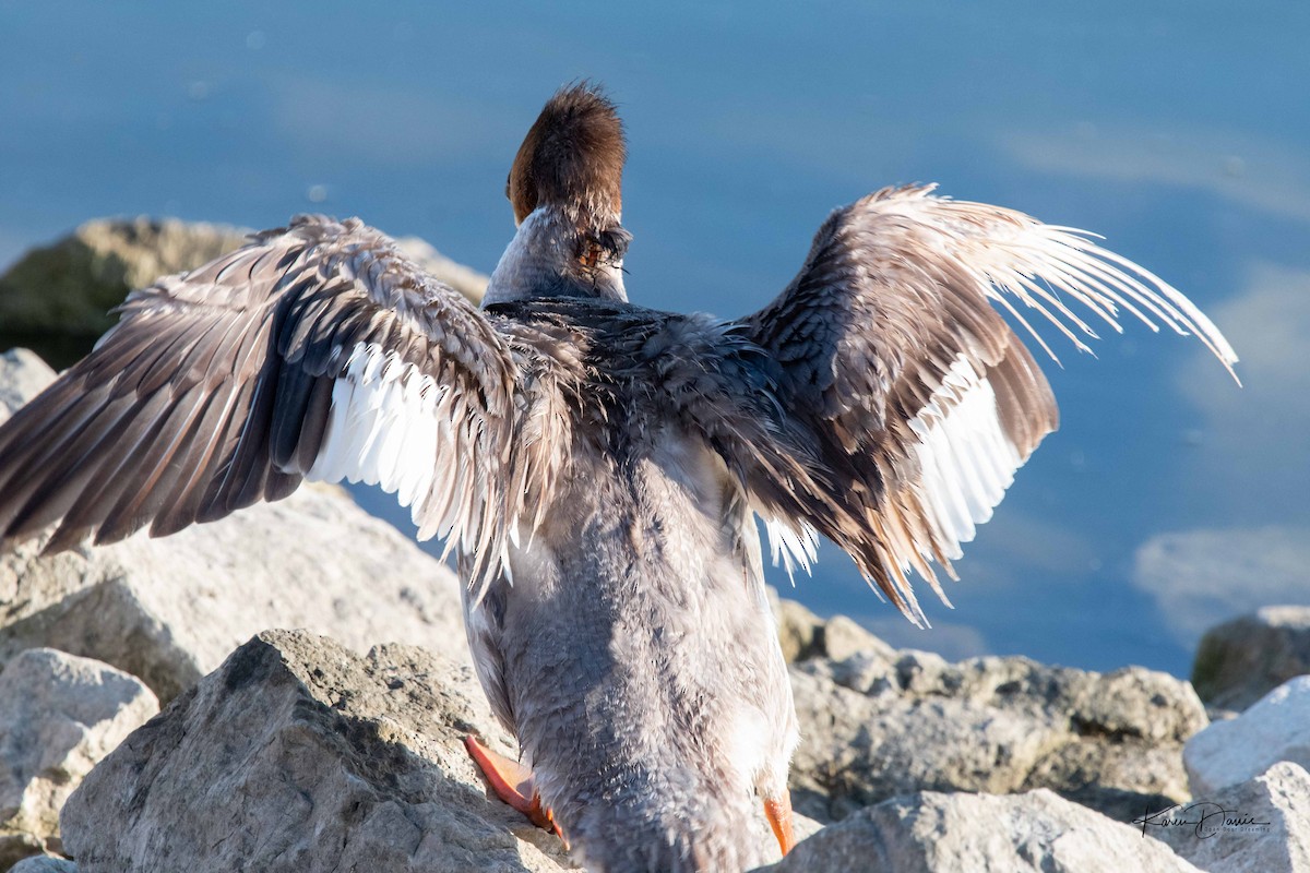 Common Merganser - ML622108791