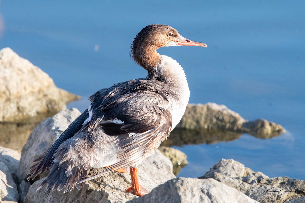 Common Merganser - ML622108792