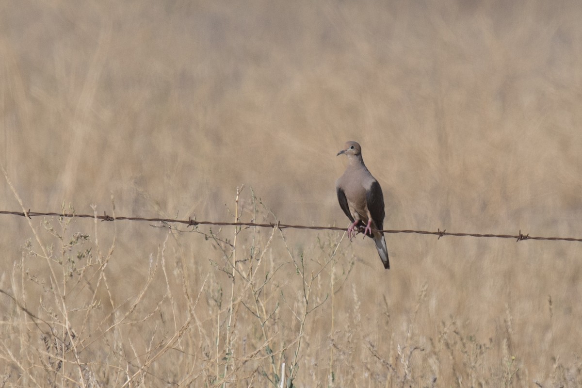 Mourning Dove - ML622108799