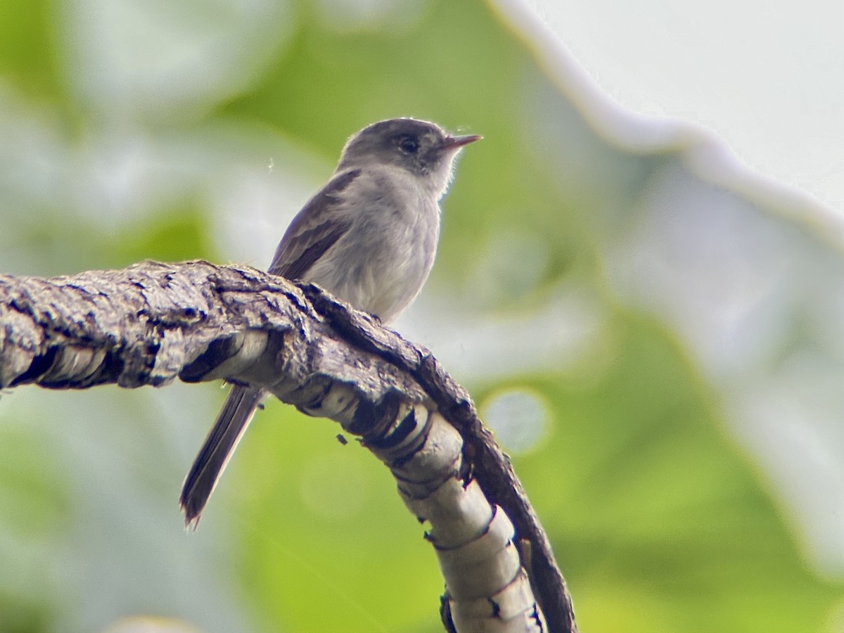 Southern Tropical Pewee - ML622108807