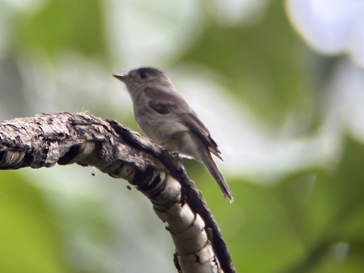 Southern Tropical Pewee - ML622108808