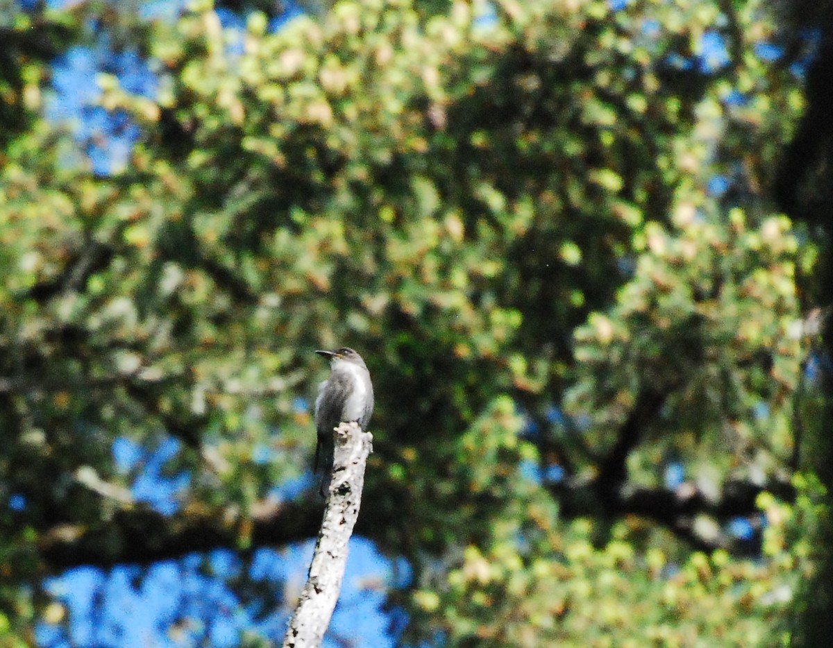 Olive-sided Flycatcher - ML622108819