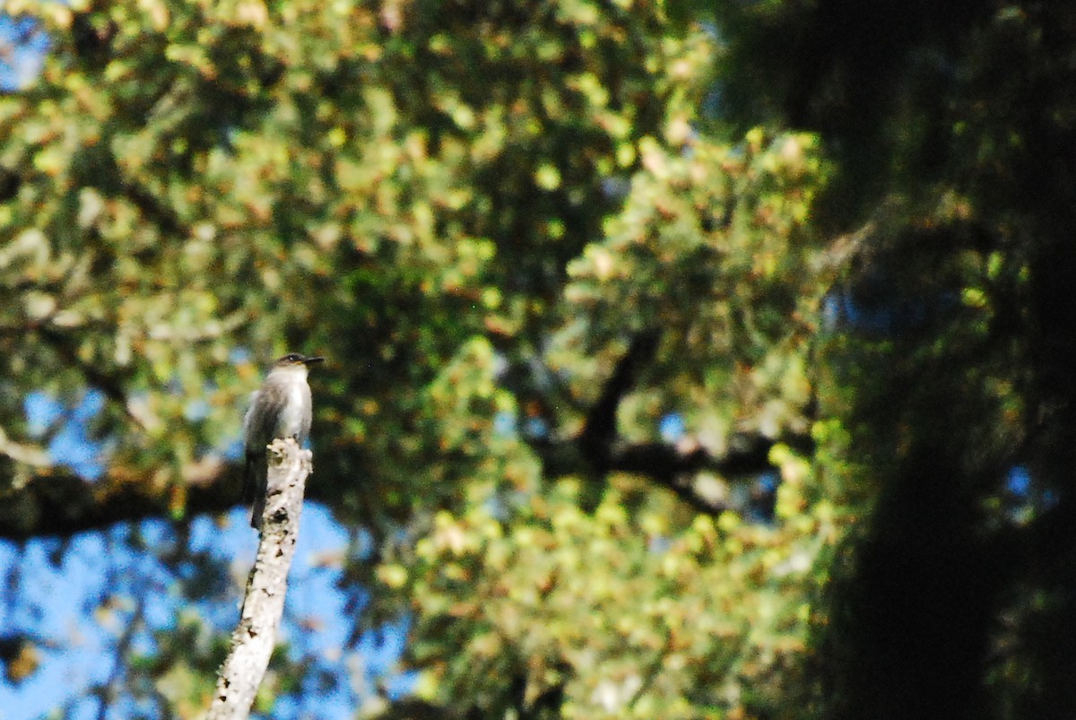 Olive-sided Flycatcher - ML622108822